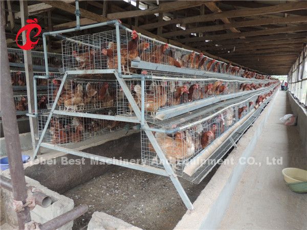 120 птиц наслаивают звезду CE продолжительности жизни системы 450cm2 клетки батареи длинную