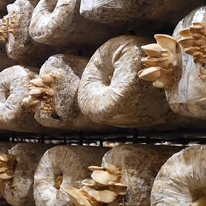 Autoclavable Mushroom Growing Bags, Mushroom Spawn Bags, Stand Up Durable Bags, Garden Supplies, Breathable