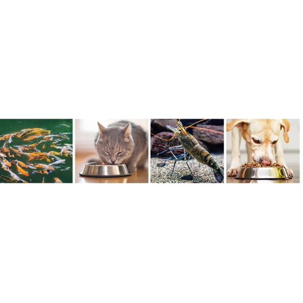 Commercial Fish Feed Extruder Floating Fish Feed Extruder Machine for Making Dogs Feed Pellets