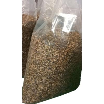 Satisfying B2B Demand Dried Mealworms with 1 Year Shelf Life