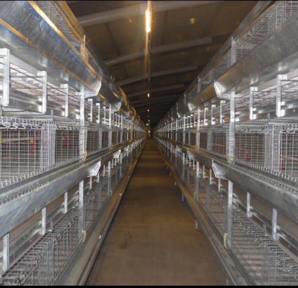 Automatic Poultry Farming Equipment with Nipple Drinkers 48VDC Dimmable Lighting and Galvanized Steel Frame