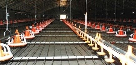 Broiler House Feeding Line System Auto Poultry Feeder Drinker