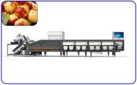 Le jujube frais Junzao date la Manche de la trieuse 4 machine optique de trieuse
