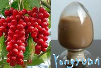 Schisandra P.E. Brown yellow fine powder, NATURAL liver protection, Anti-knub, Schisandrins 2%,5%,9%