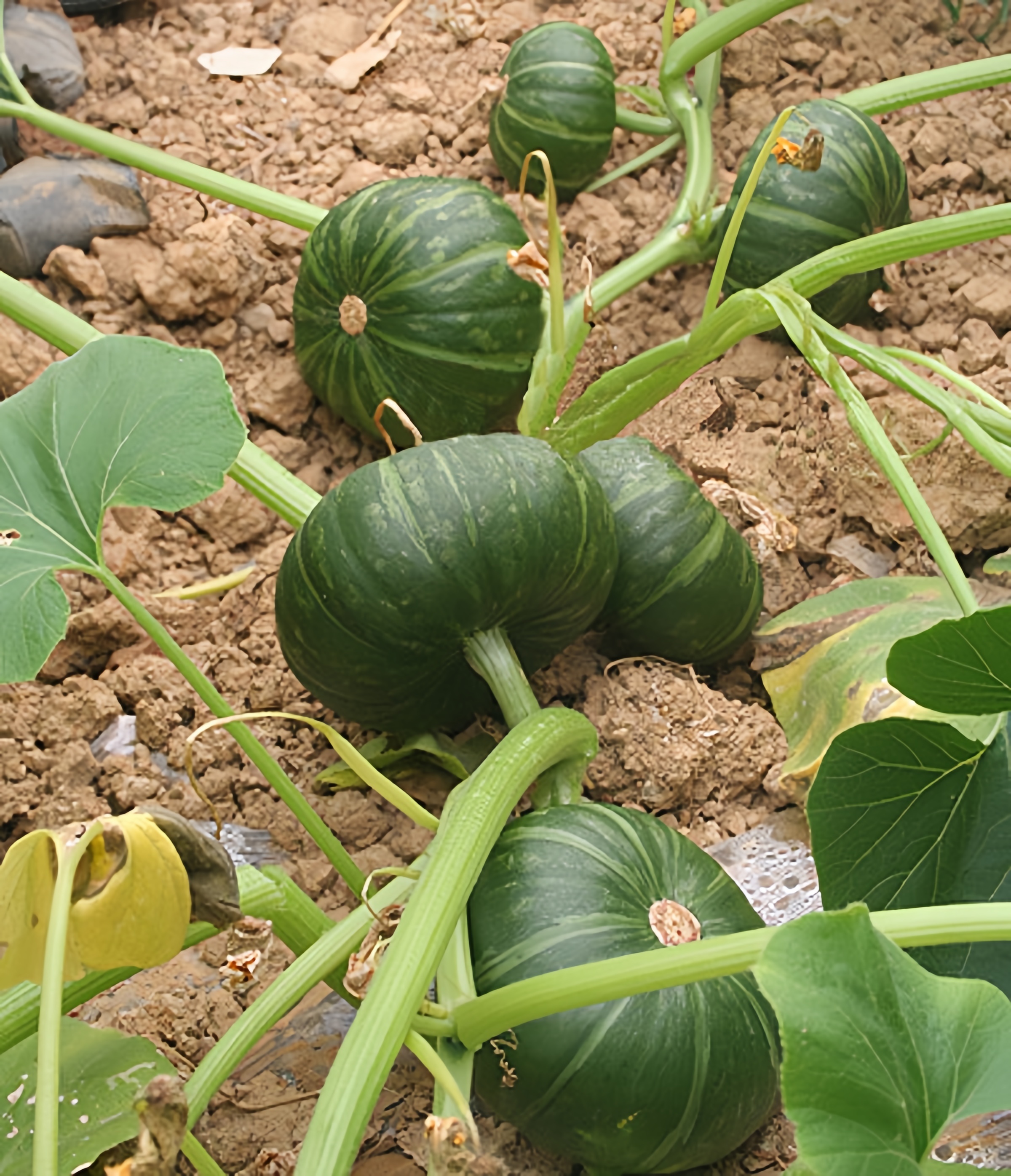 Beili Early Maturity High Yield Pumpkin Vegetable Seeds With Excellent Branching PU10