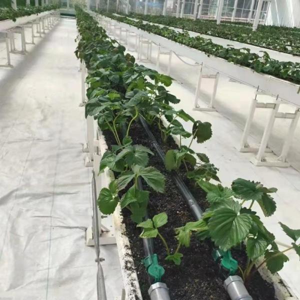 White Woven Cloth Ground Cover Net Weed Control Fabric Anti Grass Cloth Agriculture Use