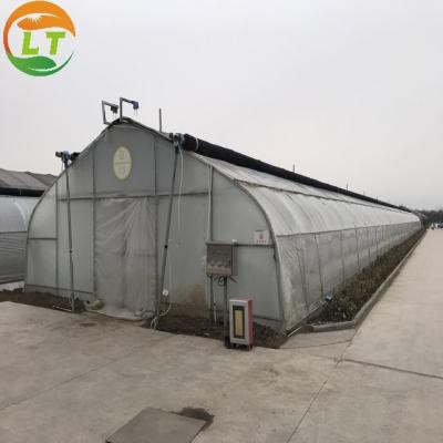 Vegetables Growing in Small Mushroom Tunnel Greenhouse for Small-Scale Cultivation