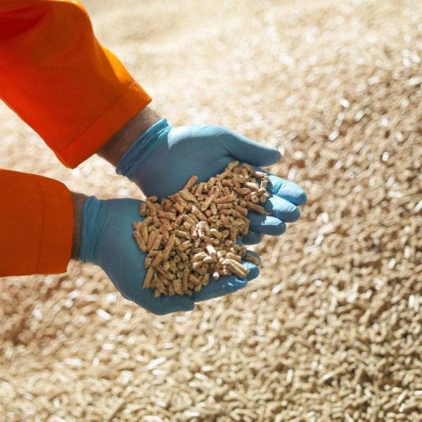 Fuel Eucalyptus Wood Pellets Machine Vertical Ring Die 3t/ H