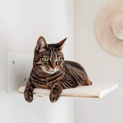 Standard Cat Climbing Furniture with Black Powder Coated Pet Hammock and Pet Condo