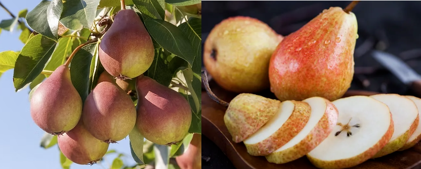 Free Sample High Concentration Body Fragrance Sugar Pear Perfume Oil For Perfume Making/Production