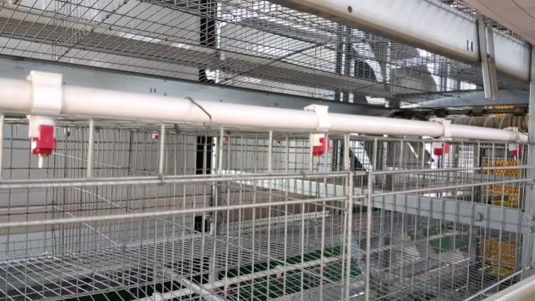 Automatic Galvanized Steel Chicken Poultry Battery Cage with Manure Removal and Customizable Finishes