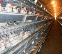 Jaula de crianza de pollos tipo H personalizada, sistema de jaula de pollos totalmente automático