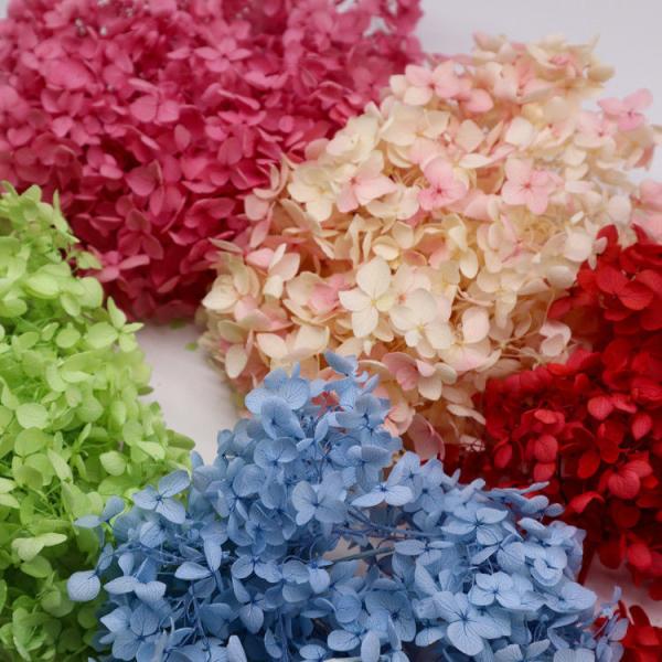 Beautiful multicolored Preserved Flower Hydrangea Bouquet Wholesale Preserved Foliage Preserved Big Leaf