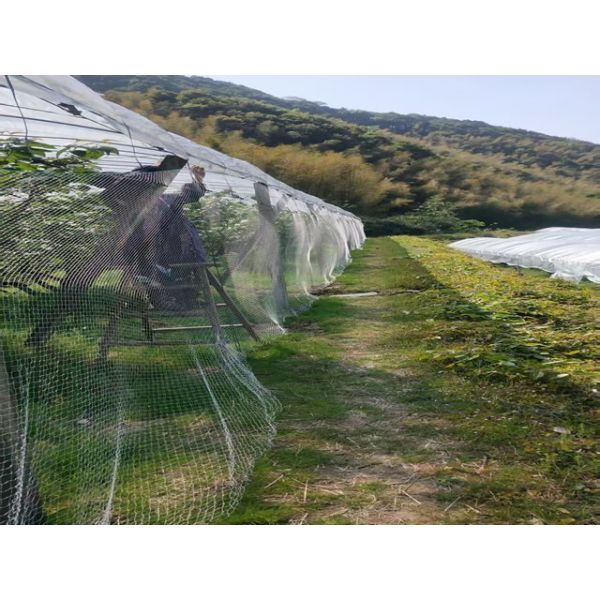 High Tensile Strength Chinlon Anti Bird Net White For Grapes