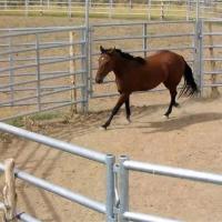 Pantalones de cerca de caballo de granja con pluma redonda de 1,8 m / caballo de ganado con tubos de corral