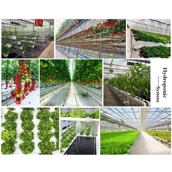 Сверхмощный стеклянный Hydroponic парник питомника для овощей