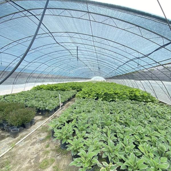 Full Payment Commercial Greenhouse for Tomatoes and Strawberries in Water Pipe Tunnel