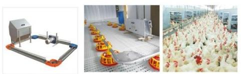Broiler Chicken Cage Breeder Feeding System Easy Install