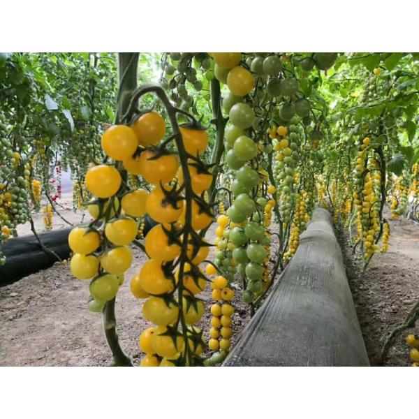 Macro misturado do cálcio-b do pulverizador Foliar do micronutriente aos fazendeiros hidropônicos