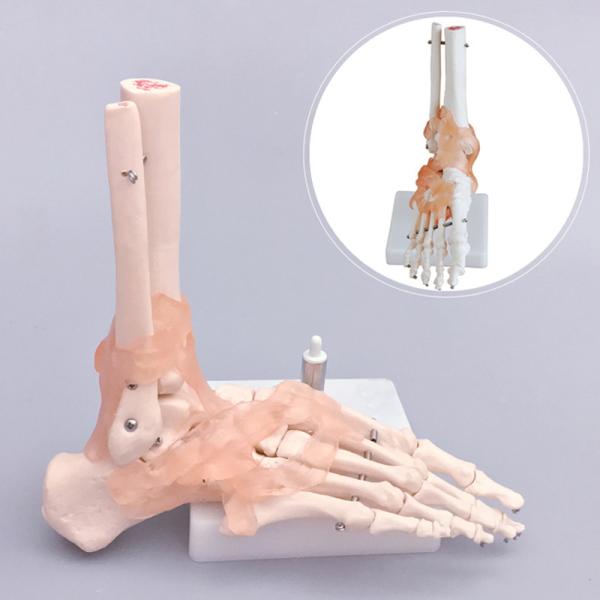 30x18x11cm Human Skeleton Model , Pvc 0.8kg Anatomical Foot Model