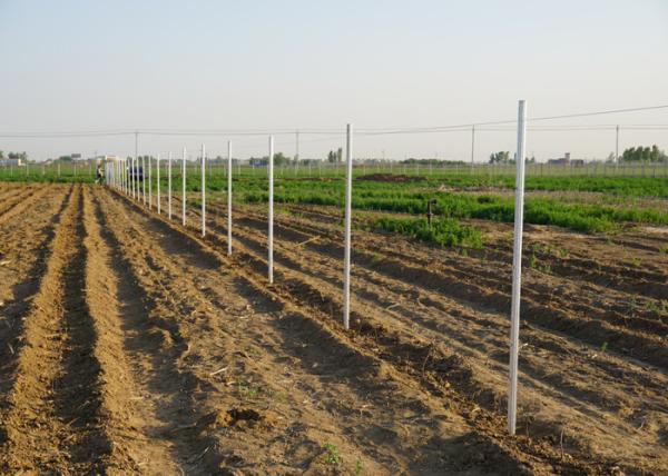 Plum Blossom Metal Grape Stakes / Metal Vineyard Posts With H Hole Pillar Shape