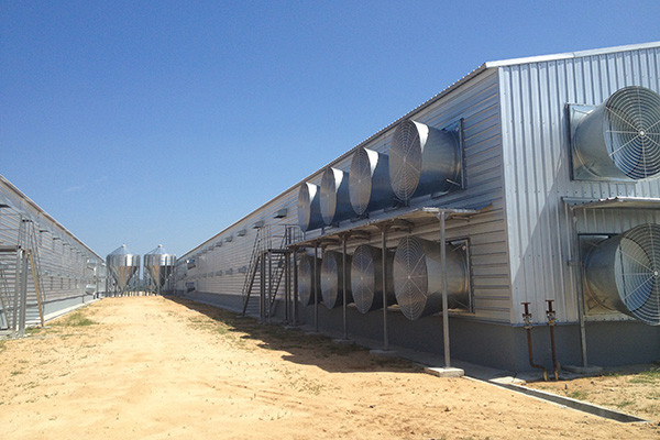Q235 Steel Structure Poultry House Construction , Light Steel Frame Chicken House
