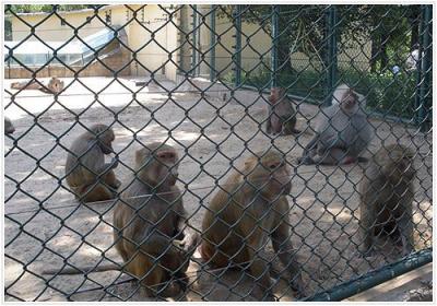 Chain Link Fence factory