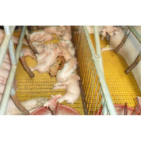 Стеклоткань пластиковое FRP отлила пол в форму клетки гриля скрежетать для размножения птицы