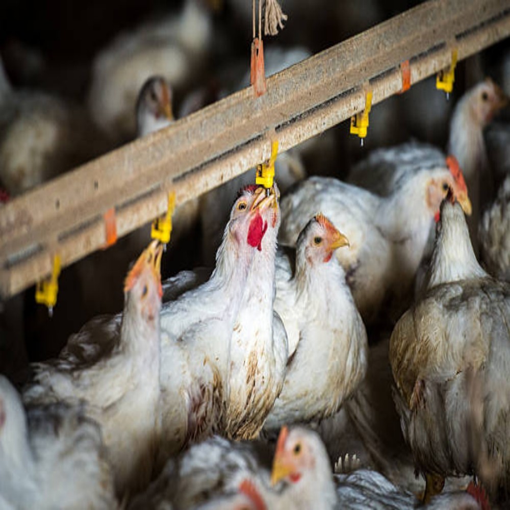 Hot Dipped Galvanized H Type Battery Cage with Automatic Feeding System and 15-20 Years Lifespan
