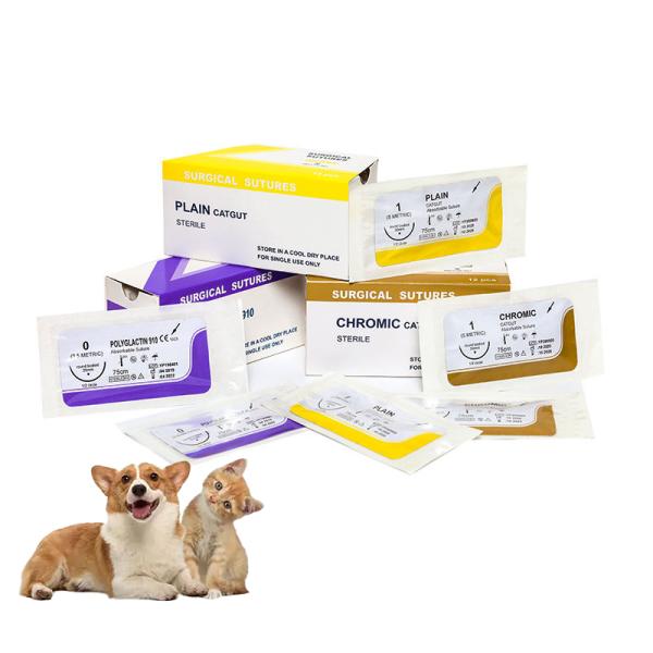 Cathéter IV médical pour animaux de compagnie / Cathéter IV / Tube IV pour animaux Chiens Chats Perfusion IV Soins permanents