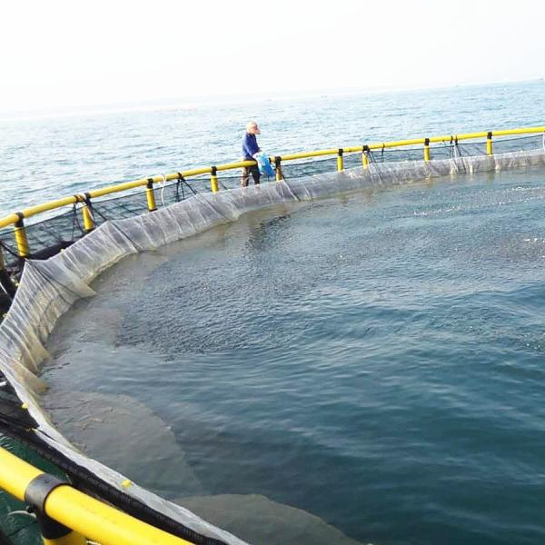 NF PE Jaula de redes de acuicultura en alta mar personalizada con tubería flotante 200mm/250mm/315mm/350mm/400mm/450mm/500mm