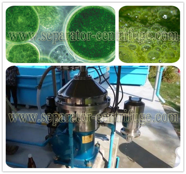 Водоросли, хлорелла, стог диска spirulina центрифугуют модельное PDSM-CN