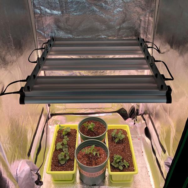 la laitue Veg LED de la fraise 45w se développent légère pour la culture d'int