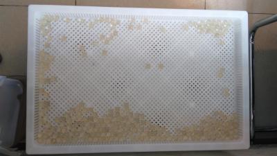 Food Grade Large Plastic Trays For Drying Paintball / Softgel / Capsule With Certificate