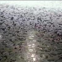 El galvanizado rodó el acero galvanizado 30mm-1500m m en frío