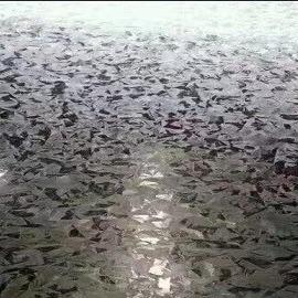 Le zingage a roulé l'acier galvanisé 30mm-1500mm laminé à froid