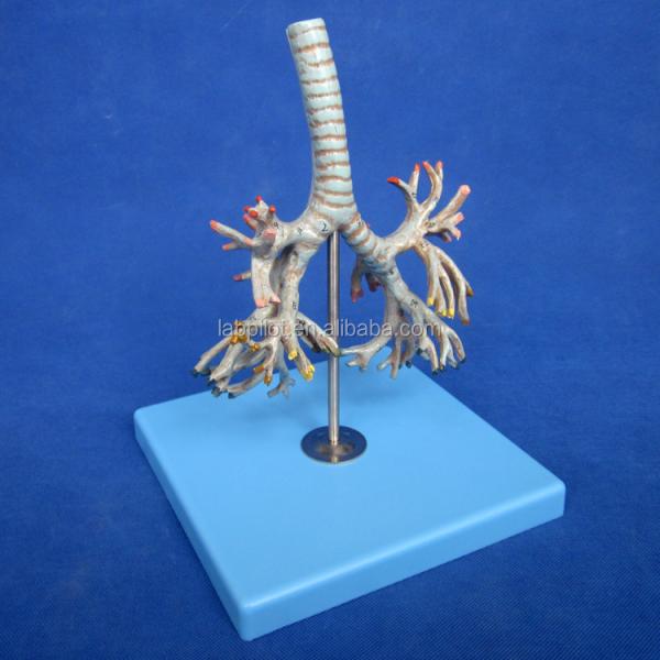 Medical Science Display Detachable Bronchial Tree and Trachea Model for Larynx Anatomy