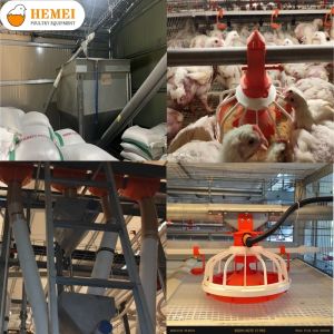 Feeding System for Automatic Harvesting Broiler Cage
