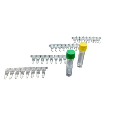 Kit de amplificação isotérmica PCR estável para engenharia genética