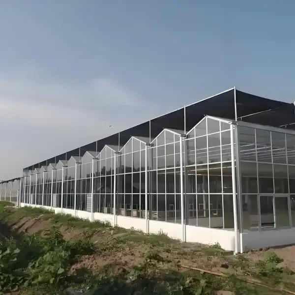 Agricultura Invernadero de policarbonato para la plantación de uvas