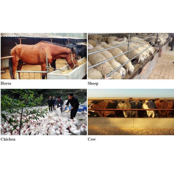 Function Amino Acid Additives for Poultry L-Tryptophan CAS 73-22-3 Halal Certified