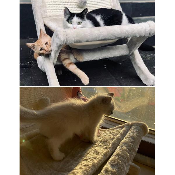 Диван для домашних животных, кошка, кровать, солнцезащитный стул, спальное кресло, скамейка для кошек, скамейка для кошек.