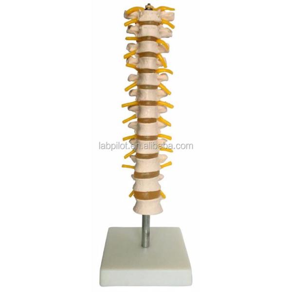 Educational Spine Model Thoracic Spinal Column with Nerves and Intervertebral Discs