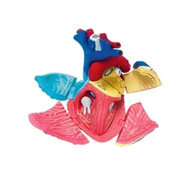 31 Parts 4d Master Human Anatomy Models As Children Toy