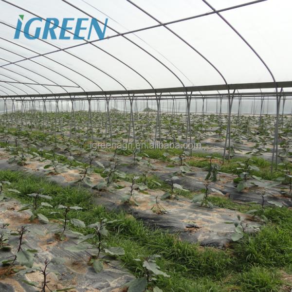 Commercial Large Single Layer Film Greenhouse with Cooling Pad Fan Internal External Shading Drip Irrigation Hydroponics System