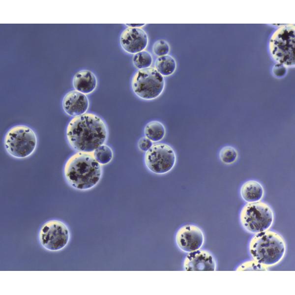 Шарики агарозы амино магнитные на очищение 30 до 150μm протеина 5 mL