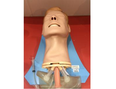 ISO 9001 Skin Color Adult PVC Airway Training Manikin