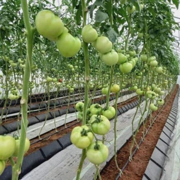 Sistema de cultivo sem solo PP Cultivo através de um canal de coleta através de um canal de cultivo preto Tomates rosas pepinos
