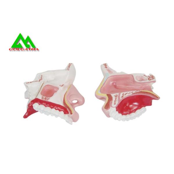 Human Anatomical Medical Teaching Models Plastic Inner Ear Model