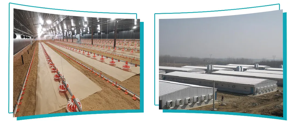 Corrosion Resistant Poultry Equipment with Adjustable Ventilation System for Automatic Feeding and Egg Collection